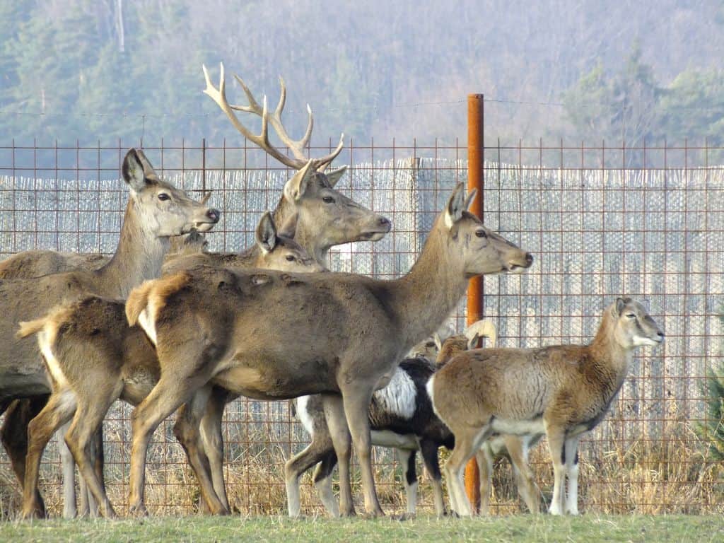 Jelení_Homole_jeleni