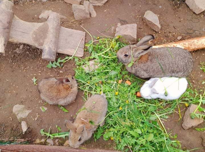 Jelení_Homole_králíci