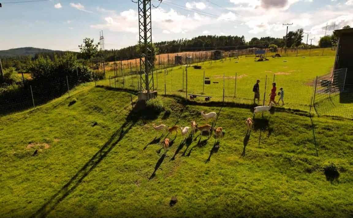 Jelení_Homole_zvířata