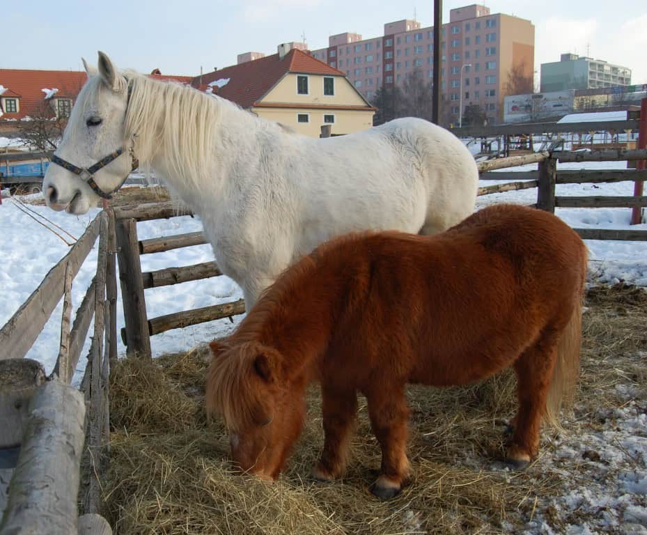 Toulcův_Dvůr_koně