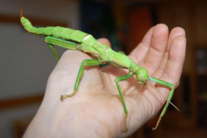 Toulcův_Dvůr_strašilka