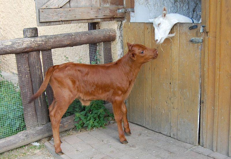 Toulcův_Dvůr_zvířata