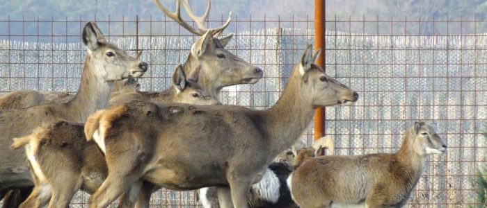 Jelení_Homole_jeleni