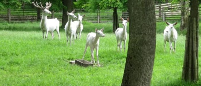 Obora_Žleby_vysoká