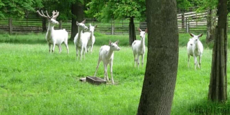 Obora_Žleby_vysoká