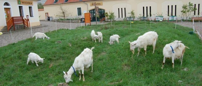 Toulcův_Dvůr_kozy