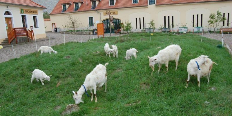 Toulcův_Dvůr_kozy