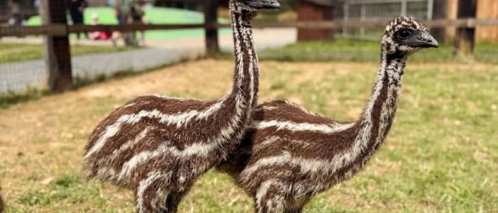 Zoopark_Nehvizdy_pštros