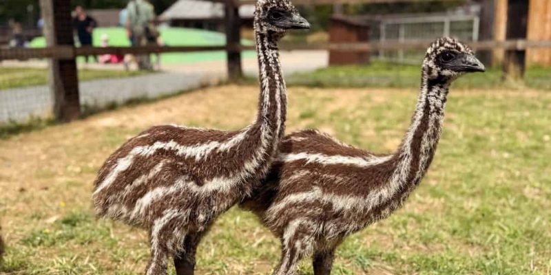 Zoopark_Nehvizdy_pštros