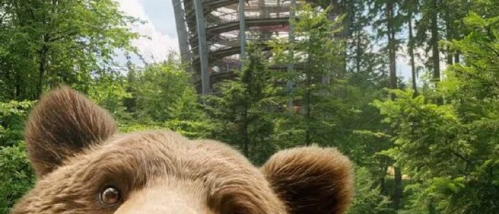 otevreni_medvedistezky